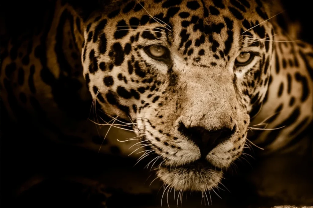jaguar